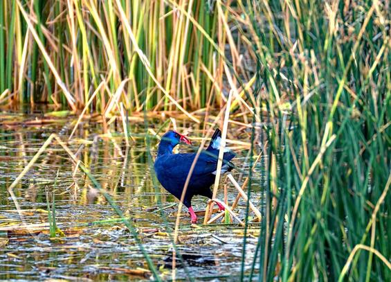 Calamón común vadeando entre los juncos. Está en escorzo, mirando hacia atrás y muestra su precioso colorido azul que en la cara se vuelve metálico. Tiene un enorme pico rojo intenso que le sube hacia la frente. Las patas son también de color rosado.