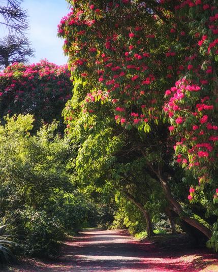 A dirt path is surrounded by lush green trees heavily covered in vibrant pink rhododendron blossoms. Fallen pink petals are scattered on the path. The sky is visible in the upper left corner.