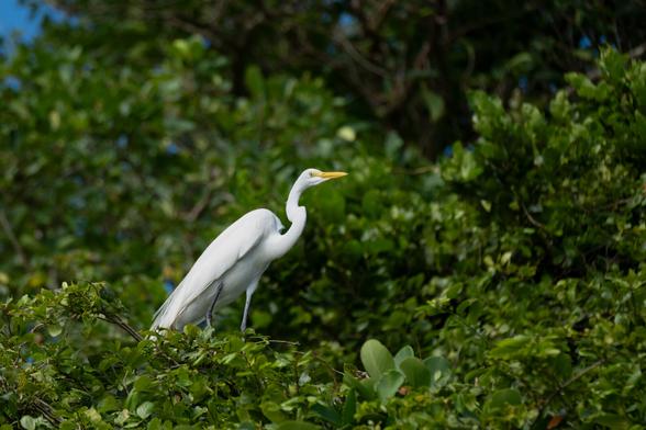 A tall white bird standing among green foliage, looking to the right side.