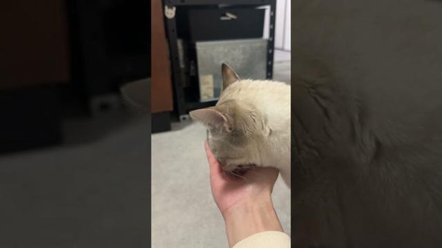 おやつ時間！！　#シャムトラ #元保護猫 #シャムミックス  #cat #猫耳 #kitten  #猫耳 #siamesemix
