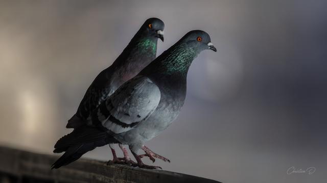 Aujourd'hui je vous dévoile un oiseau de la ville...Le Pigeon biset présenté sous un viaduc avec un reflet de lumière réfléchie dans l'eau de la rivière St-Charles, Québec.