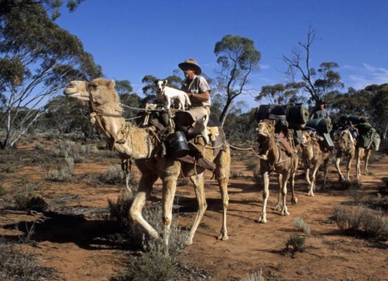 A camel train consisting of four pack camels, two men and a dog, makes its way across the beautiful Australian Outback landscape. Maxwell Rex Ellis is mounted on the lead camel, with a small white dog standing up in front of him.