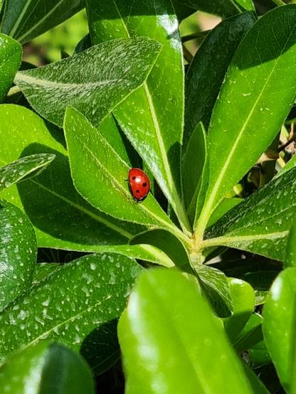 Su foglie verdi, sporche di acqua piovana, una coccinella passeggia al sole