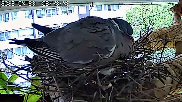 Nahaufnahme, Webcam.
Die dösende Ringeltaube Gurrsula auf ihren Nest mit zwei Eiern.