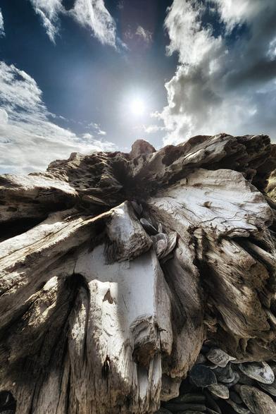A low-angle shot of a large piece of weathered driftwood on a beach under a partly cloudy sky with the sun shining brightly.