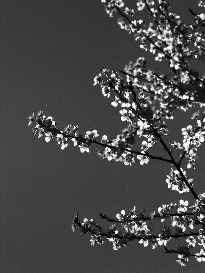 A black and white, low-angle shot of tree branches laden with delicate blossoms. The branches arch across the frame against a dark, solid background, suggesting a deep blue sky. The blossoms are small, delicate, and densely packed on the branches, catching the light and creating a glowing effect where each flower is backlit.