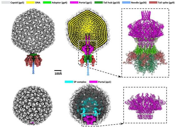 Structural comparison of the portal–tail complex in the P22 mature virion and the procapsid. Top left and top middle: Overall and cut-open views of the P22 mature virion (EMD-61453). Top right: Zoomed-in view of an atomic model of the portal–tail complex in the mature virion (PDB ID: 9JG6). Bottom left and bottom middle: Overall and cut-open views of the P22 procapsid (EMD-61454). Bottom right: Atomic model of the portal in the procapsid (PDB ID: 9JGA).