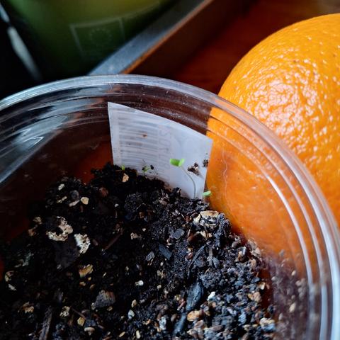 photo of a small sprout in a small plastic container