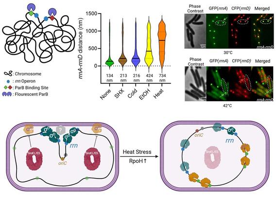 Top left: Scheme for rrn operon tagging. Two different par sites (parSpMT and parSP1) were placed upstream of rrnA and rrnD, respectively, in the parent strain MG1,655. These sites were visualized by co-expression of their cognate fluorescent ParB proteins (pMT1 GFP-ParB and P1 CFP-ParB). Top middle: Violin plots of the distance between rrnA-rrnD under indicated stress conditions. Top right: A representative image of rrnA-rrnD foci without added stress (top panel) and de-clustering with heat stress (bottom panel). Bottom: Model for σD-mediated rrn clustering. σD-bound RNAP (dark green) is responsible for clustering rrns (blue circles) at the membrane either directly or through other unknown factor(s) (gray hexagon). GroEL/ES (red oval) represses the activity of σH (orange) preventing it from competing with σD for core RNAP. σH is typically localized to the inner membrane and degraded. Upon heat stress, σH levels rise, and GroEL/ES, being diverted to un-folded substrates (pink oval), is unable to repress σH activity.