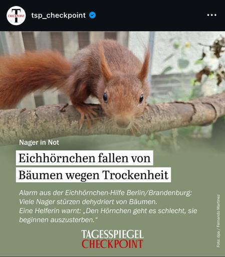 tsp_checkpoint
Nager in Not
Eichhörnchen fallen von Bäumen wegen Trockenheit
Alarm aus der Eichhörnchen-Hilfe Berlin/Brandenburg:
Viele Nager stürzen dehydriert von Bäumen.
Eine Helferin warnt: „Den Hörnchen geht es schlecht, sie beginnen auszusterben."
TAGESSPIEGEL CHECKPOINT🖖