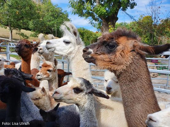 Eine Gruppe von Lamas und Alpakas in einem Gehege.