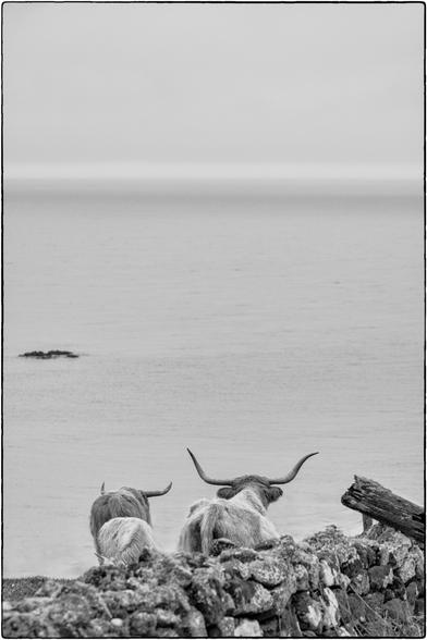 Schwarzweissfotografie im Hochformat mit drei Schottischen Hochlandrindern wovon zwei die Aussicht auf das Meer zu geniessen scheinen.