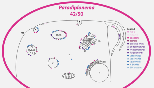 illustratrion of various cellular systems in a microbial cell