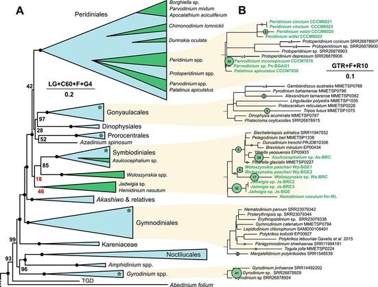 a figure from the linked paper showing multiple evolutionary trees of microbes