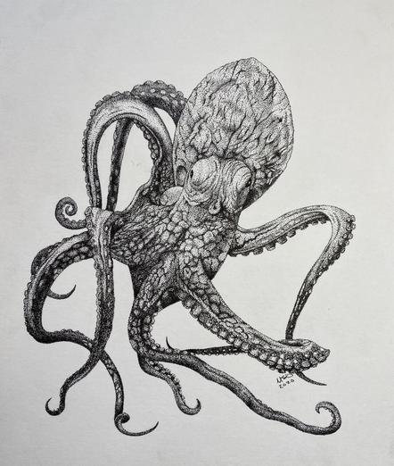 Die Kraken (Ordnung Octopoda) sind eine Teilgruppe der Achtarmigen Tintenfische (Vampyropoda) innerhalb der Tintenfische (Coleoidea). Ihre nächsten Verwandten sind die Cirrentragenden Kraken und die Vampirtintenfischähnlichen (Vampyromorpha). Die cirrentragenden Kraken wurden erst in der jüngeren Zeit von den Kraken im engeren Sinne abgetrennt. Wiki 🖖