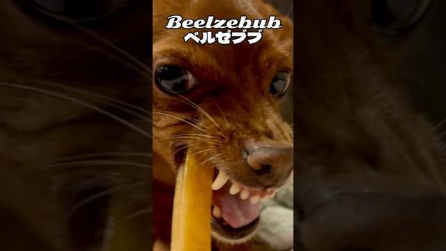 【Year Zero】かわいい悪魔犬【Angry Dog】　#ミニチュアピンシャーズ #ミニチュアピンシャー #miniaturepinscher #犬 #dog #悪魔 #かわいい犬 #怒る犬
