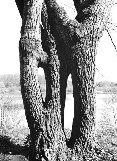 Ein Baum mit großen Löchern im Stamm.