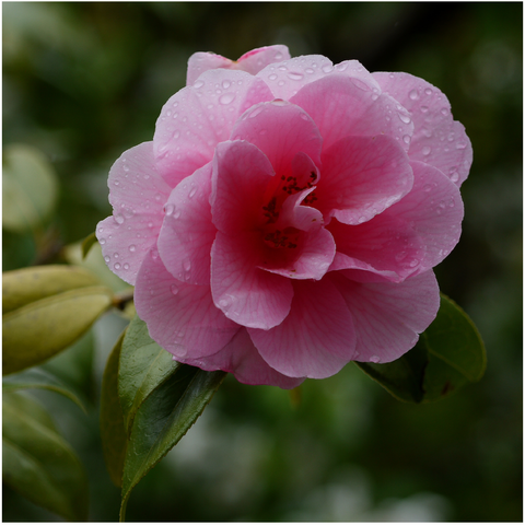 Large pink blossom with rain drops on the petals and out of focus green leaves in the background.