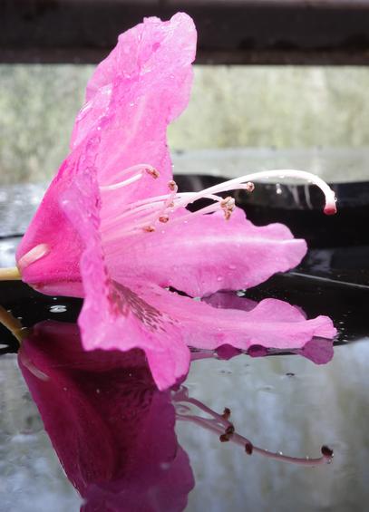 A wet pink rhododendron blossom lies on a wet black glass shard and is reflected by it.
