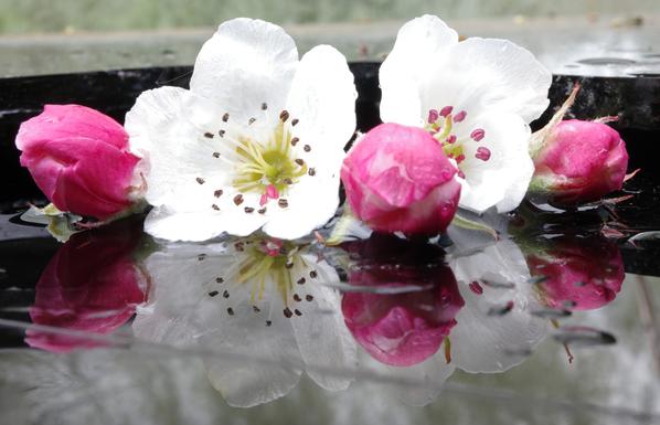 Two wet white pear blossoms in different stages of development (black and dark pink stamens respectively) lie between three pink apple blossom buds on a wet black glass shardand are reflected by it.
