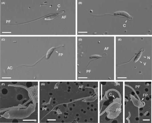 collage of microscopic photos of single-celled organisms