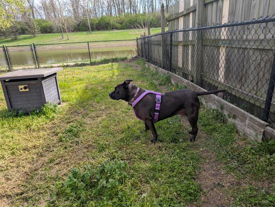 Pepper (black lab / staffy mix) standing in the back yard wearing her new purple harness.