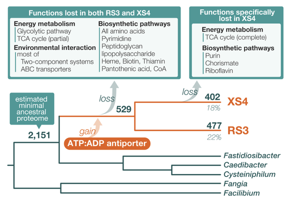 a figure from the linked paper that summarizes evolutionary events of gene loss during the evolution of the discussed bacteria