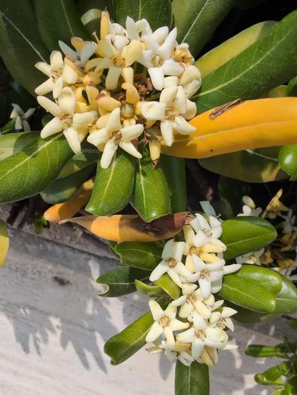 Spring White flowers