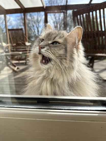 Close-up of a grey Siberian cat standing just outside a window. He is looking up to the side, mouth open in a loud meow. His long white whiskers are very prominent.