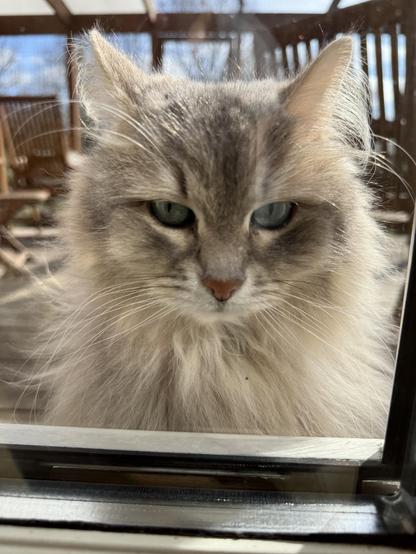 Close-up of a grey Siberian cat standing just outside a window. He is staring directly and intently into the camera. His long white whiskers are very prominent.