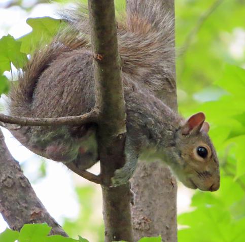 young gray squirrel on tree branch