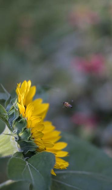 A sunflower with a bee landing. In the background in soft focus some red flowers