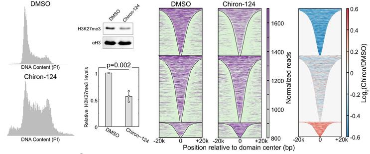 H3K27me3 domains in HEK293 cells change with accelerated cell cycle timing. Top left: Flow cytometry analysis of DNA content using propidium iodide fluorescence for HEK293 cells that were treated with DMSO for 48 h. Bottom left: As above, but HEK293 cells treated with Chiron-124 for 48 h. Top middle: Immunoblot for H3K27me3 and H3 on acid-extracted histones after 48-h treatment with Chiron-124. Bottom middle: Quantification of the modification levels normalized to DMSO-treatment. p-value calculated using two-tailed, homoscedastic student t test. Right: Heatmap of H3K27me3 enrichment at domains defined in DMSO treated cells for DMSO treatment (left) and Chiron-124 treatment (middle), and the log2 ratio of H3K27me3 within domains for Chiron-124 over DMSO (right).
