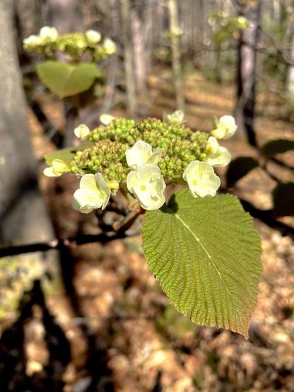A close-up of a flowering Hobblebush shrub featuring delicate white flowers and a green leaf, set against a blurred background of trees in a forest.