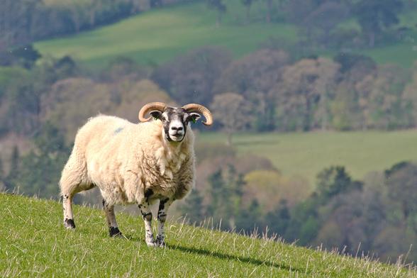 A photo in landscape format. Quite large in the left of the frame, on the side of a grassy hill which drops away behind, stands a young horned Scottish Blackface ewe, facing right, viewed partly from the side, partly from the front; she's looking at the camera. The out-of-focus background is the lower slopes of a hill on the other side of the Ettrick Valley, covered on woodland and grassed areas.