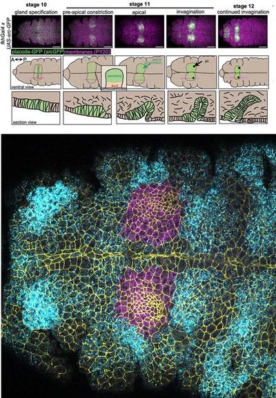 Top: Immunofluorescence images and matching schematics of the anterior ventral half of Drosophila embryos at the indicated stages, highlighting the cells of the salivary gland placode, labelled with fkhGal4 x UAS-srcGFP. All cell outlines are labeled for phosphotyrosine to label adherens junctions (PY20, magenta) and srcGFP is in green, the stage 10 panel is shown with increased exposure, other panels are identical exposure. Scale bar is 100µm. Middle panels are matched schematics, showing the position of the salivary gland placode in pale green, the area of initial apical constriction in bright green and the forming invagination pit in black. Lower panels show schematics of cross sections (positioned indicated by magenta dotted lines in middle panels) of the invaginating tube. Bottom: A salivary gland placode in the Drosophila embryo at the onset of tube morphogenesis, labelled for four jointed (fj)  (cyan) and fkh (magenta) expression by HCR and with cell outlines labelled by PY-20, detecting phospho-tyrosine at adherens junctions (yellow).