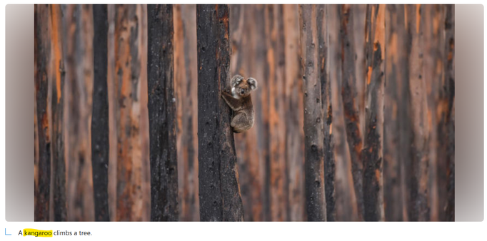 Pic in an article on koala culling with the caption "A kangaroo climbs a tree." The animal in the pic is a koala.