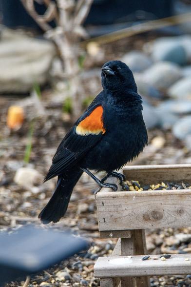 A vibrant black bird with orange wing stripes, perched on a bird feeder