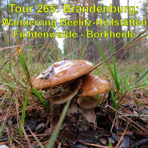 Nahaufnahme von Pilzen auf dem Waldboden, umgeben von Kiefernnadeln und etwas Gras. Die Pilze scheinen feucht zu sein, vielleicht wegen Regen oder Tau. Der Fokus liegt auf den Pilzen im Vordergrund, während der Hintergrund verschwommen ist, was auf den Wald hindeutet. Die Farben sind lebendig und natürlich.