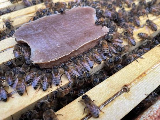 Nasce il "super cibo" sintetico per salvare le api che non hanno polline a disposizione