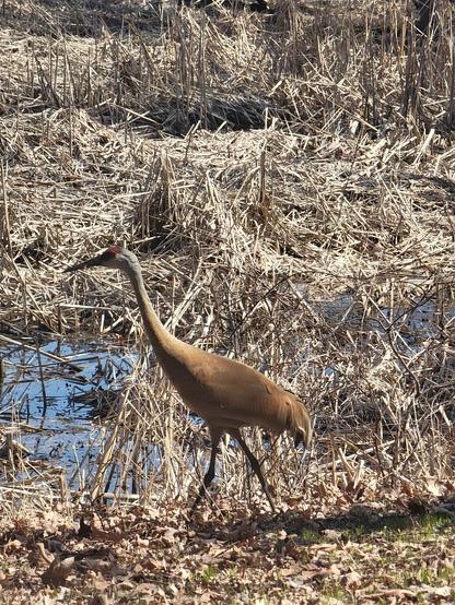 Large bird in a marsh