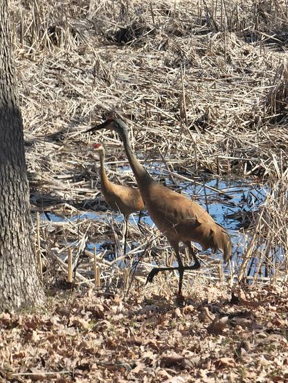 Pair of big birds walking in a marsh
