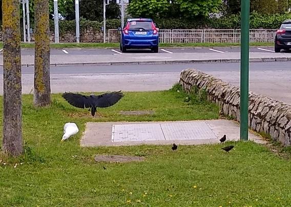 a seagull and 3 starlings eat food while a hooded crow swoops in wings outstretched.