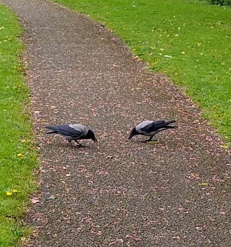 2 hooded crows eat some dropped food on a footpath on some green space.