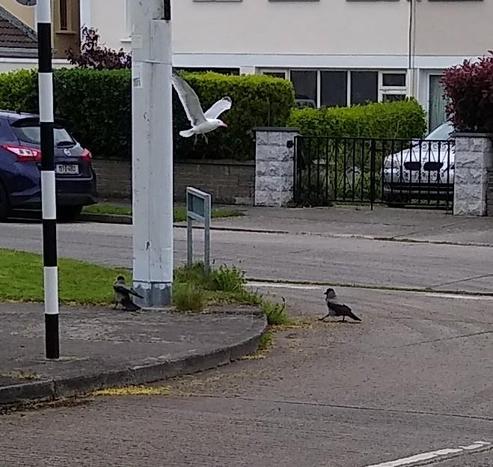 2 hooded crows with some dropped food on a road, as a seagull flies above.