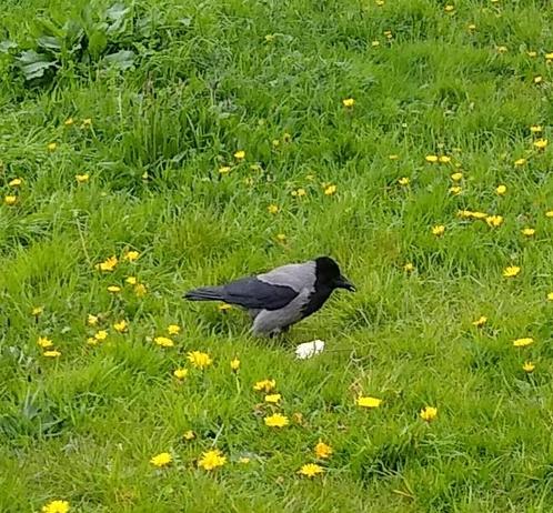 a hooded crow on grass with a cream cracker surrounded by dandelions.