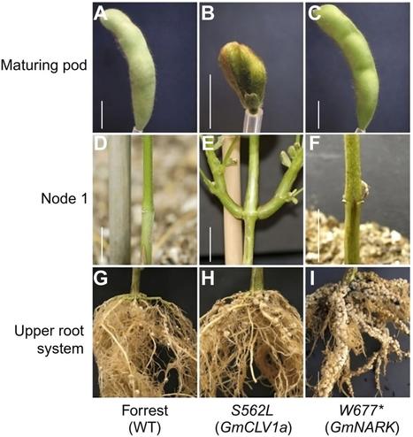 Morphological images comparing maturing pods, node 1, and the upper root system of Forrest (WT), S562L (GMCLV1a), and W667 (GmNARK) soybean plants.