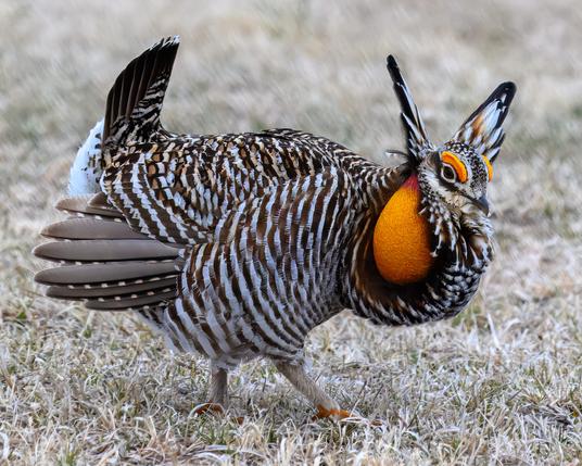 The greater prairie chicken, shown here, is one of the red alert tipping point species identified in the 2025 State of the Birds report. Photo by Aaron, Adobe Stock licensed image.
