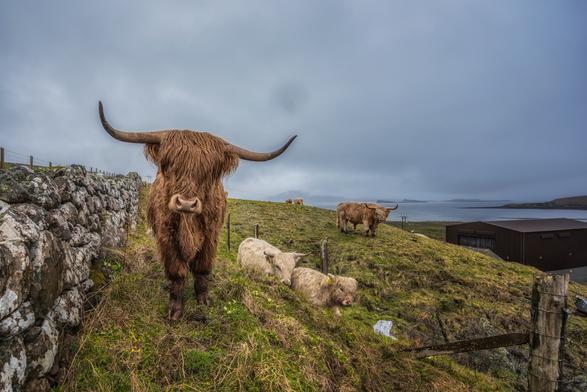 Ein schottisches Hochlandrind kommt im Regen auf den Fotografen zu.