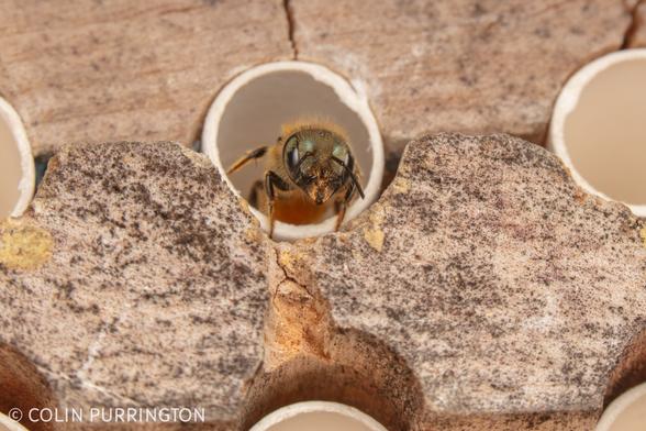 Small, metallic-green bee emerging from a white paper straw and about to take flight.
